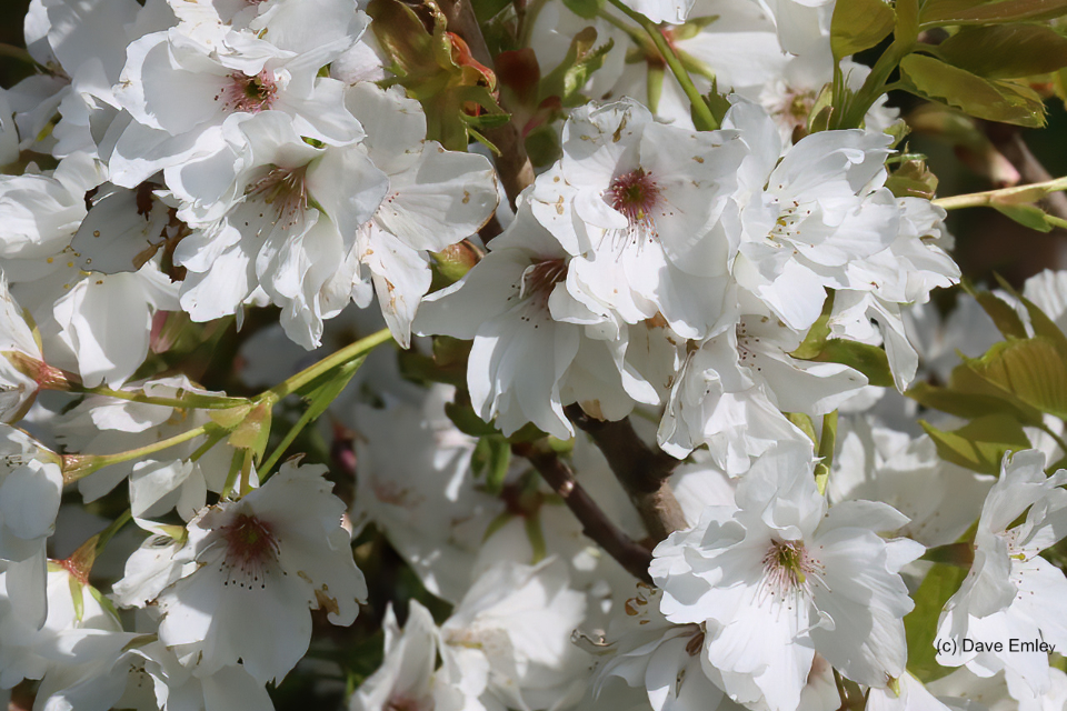 Prunus Ariake ex Belmont